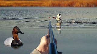 Hunting CANVASBACKS with a 28 GAUGE Limited Out  Solo Afternoon Duck Hunting Remastered [upl. by Ahsratan390]