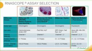 Introduction to the RNAscope® Assay [upl. by Trub]