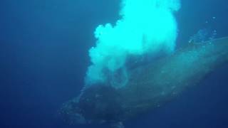 Maui Whale Watching  Most Amazing Whale Footage [upl. by Ayala]