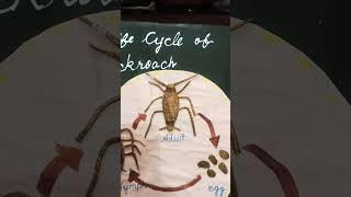 life cycle of cockroachschoolproject [upl. by Howe]