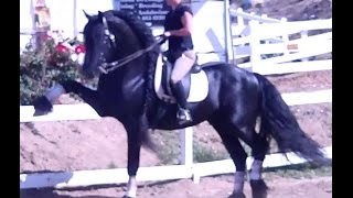 SOLD  Imported Friesian Stallion  SOLD  7146603392 [upl. by Davida899]