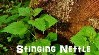 The Northwest Forager Ep 3 Stinging Nettle [upl. by Anelem470]