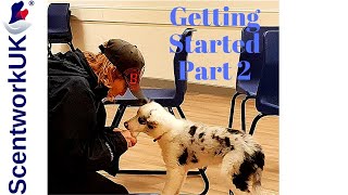 Scentwork  How to Start Part 2 [upl. by Nnylasor]