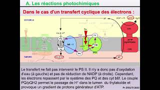 Physiologie végétale  Nutrition carbonée 8  Théorie chimioosmotique cycle de Calvin [upl. by Sral]