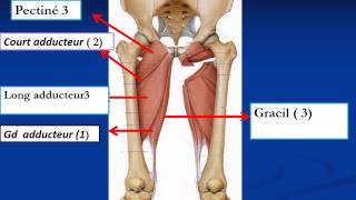 ANATOMIE MI Myologie du Membre Pelvien [upl. by Leeda]