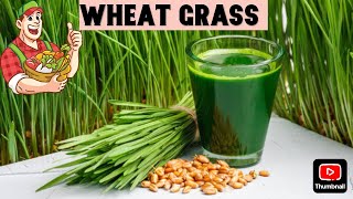 Growing Hydroponics Wheat Grass A Step ByStep Guide [upl. by Nytsua]