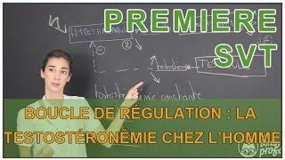 Boucle de régulation  cas de la testostéronémie chez lhomme  SVT  1ere S  Les Bons Profs [upl. by Anaj]