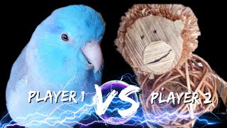 Parrotlet vs Millet Monkey [upl. by Lothario]