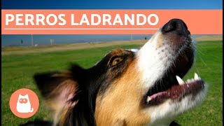 Los mejores LADRIDOS DE PERROS 🐶 Perros LADRANDO ¡MUY DIVERTIDO [upl. by Ymled]