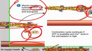 Sliding filament theory of muscle contraction [upl. by Amlev924]