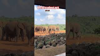 ABERDARE NATIONAL PARK IN KENYA adventure travel [upl. by Anilah]