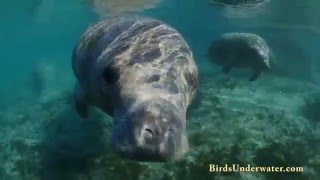 Swim With Manatees in Crystal River Florida [upl. by Anawal]