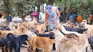 Sokaklarda öldürülmek istenen yardıma muhtaç hasta köpekler sahipsiz değil Hepsine biz bakacağız [upl. by Clemence]