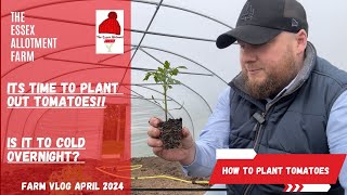 ITS TIME TO PLANT OUT TOMATOES  how to plant tomato plants [upl. by Naginarb29]