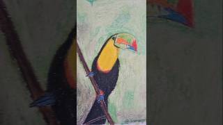 Desenhando com giz oleoso desenhando dibujo art tucano draw drawing [upl. by Ordisy]