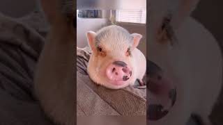 Warm hearted woman adopts piglet experiences unexpected surprises as it grows ❤️ [upl. by Lanta]