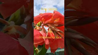 Rhizomes For Sale Canna Illy shortsvideo [upl. by Ebanreb760]