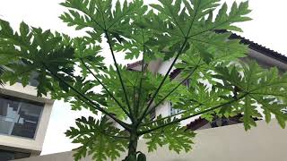 Papaya Tree And Banana Plant Growing Side by Side [upl. by Hal]