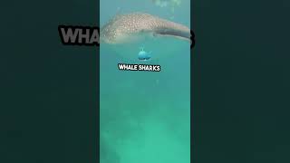 Whale Shark Encounters in Donsol Gentle Giants of the Sea [upl. by Allerim124]