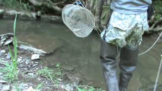 The Ky Woodsman Trapping Crayfish Part 1 [upl. by Lesser]