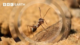 The Fastest Ant on Earth  Earths Great Seasons  BBC Earth [upl. by Joby806]