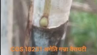 COS 18231 अगेति गन्ना किस्म18231 sugarcane variety 18231 12207 15201 11015 18221 11082 [upl. by Nirel]