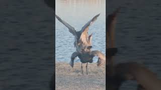 Sandhill Crane Couple💕 Mating in the Neighborhood after Their Special Dance sandhillcranes mating [upl. by Fidel]