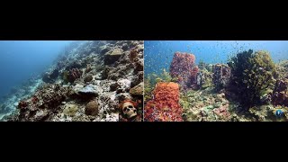 Moalboal dead destroyed reefs after typhoon Odettetote zerstörte Riffe nach dem Taifun Odette [upl. by Mylor177]