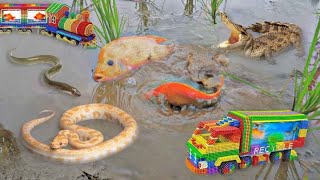 So Amazing Catching Colorful Betta Fish In The River Giant Catfish Ornamental Fish Turtle Bird [upl. by Caswell]