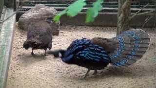 Displaying Palawan Peacock Pheasant [upl. by Wilterdink397]