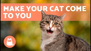 Meows to ATTRACT CATS 🐱🔊 Sounds to Make Your Cat to Come to You [upl. by Eihcir]