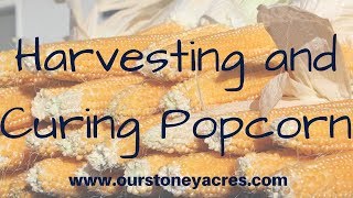 Harvesting and Curing Popcorn [upl. by Yerahcaz]