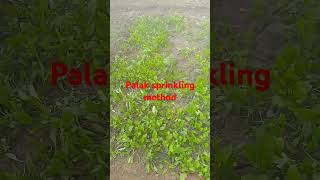 palak spring going vegetable 🍆 subscribe me [upl. by Youngman]