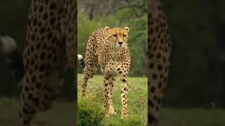 Learning cheetah facts for kids [upl. by Aseiram171]