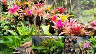 BROMELIADS PROPAGATION 🌿 BILIS MAGPADAMI 😮😮 [upl. by Yattirb]