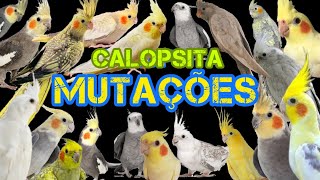 CALOPSITA  MUTAÇÕES  CORES  RAÇAS  COMO SABER QUAL É A MINHA Principais mutações de calopsita [upl. by Esorlatsyrc724]