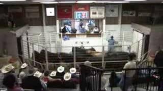 Livestock auctioneers compete for LMA world championship [upl. by Manvell42]