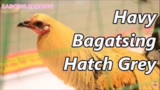 Havy Bagatsing  IGF [upl. by Soloma]