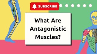 What Are Antagonistic Muscles  Educational Animated Video for Kids [upl. by Arocet725]