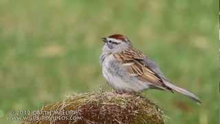 Chipping Sparrow Singing [upl. by Groos51]