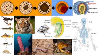 Animal Diversity Sponges Chordates Vertebrates Blastulation Food Chain [upl. by Eyt]