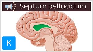 Septum pellucidum  Anatomical Terms Pronunciation by Kenhub [upl. by Eitsyrhc324]