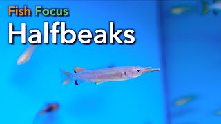 Fish Focus  Halfbeaks [upl. by Ahsitul]