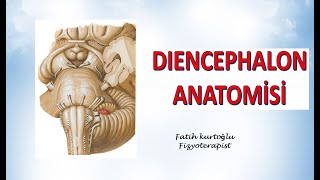 Diencephalon  Diencephalon Anatomy  Nöroanatomi Konu Anlatımı  11 [upl. by Broek]