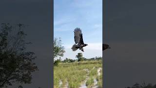 amazing skill eagle eagle hunting bird of prey🦅youtube hunting birds like subscribe short [upl. by Iznil]