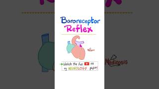 Baroreceptor Reflex Physiology Blood Pressure Heart rate Stroke Volume nurse doctor biology [upl. by Einiffit]