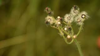 Orange Hawkweed [upl. by Amesari]