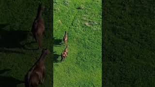 Green walk 🏔️travel music drone dji horses satisfying nature [upl. by Mandych128]