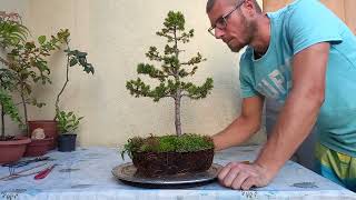 Świerk białyconica bonsai  przesadzanie [upl. by Phyllida414]