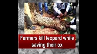 Farmers kill leopard while saving their ox  Maharashtra News [upl. by Dilly177]